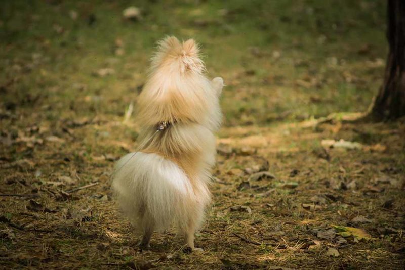 frenczi dla schroniska ubranka dla buldoga