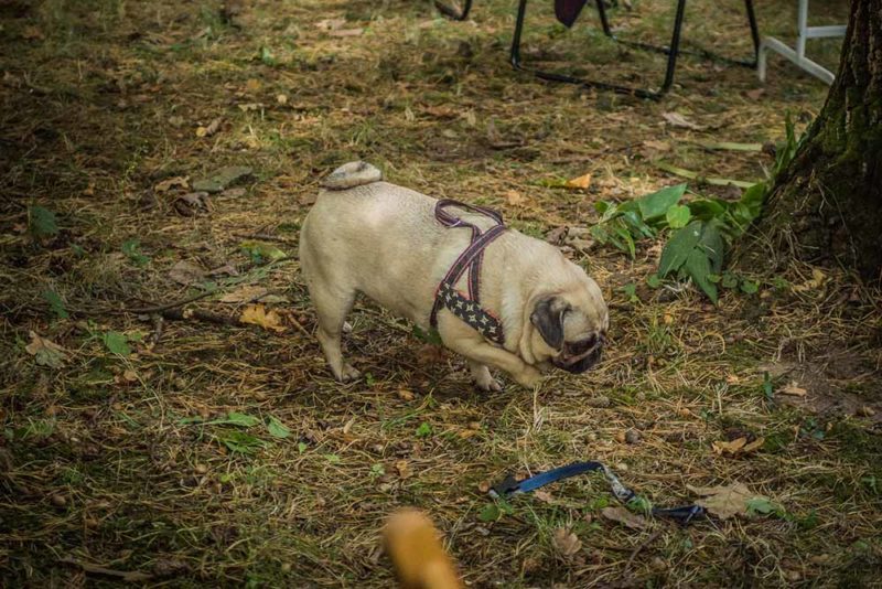 frenczi dla schroniska ubranka dla buldoga