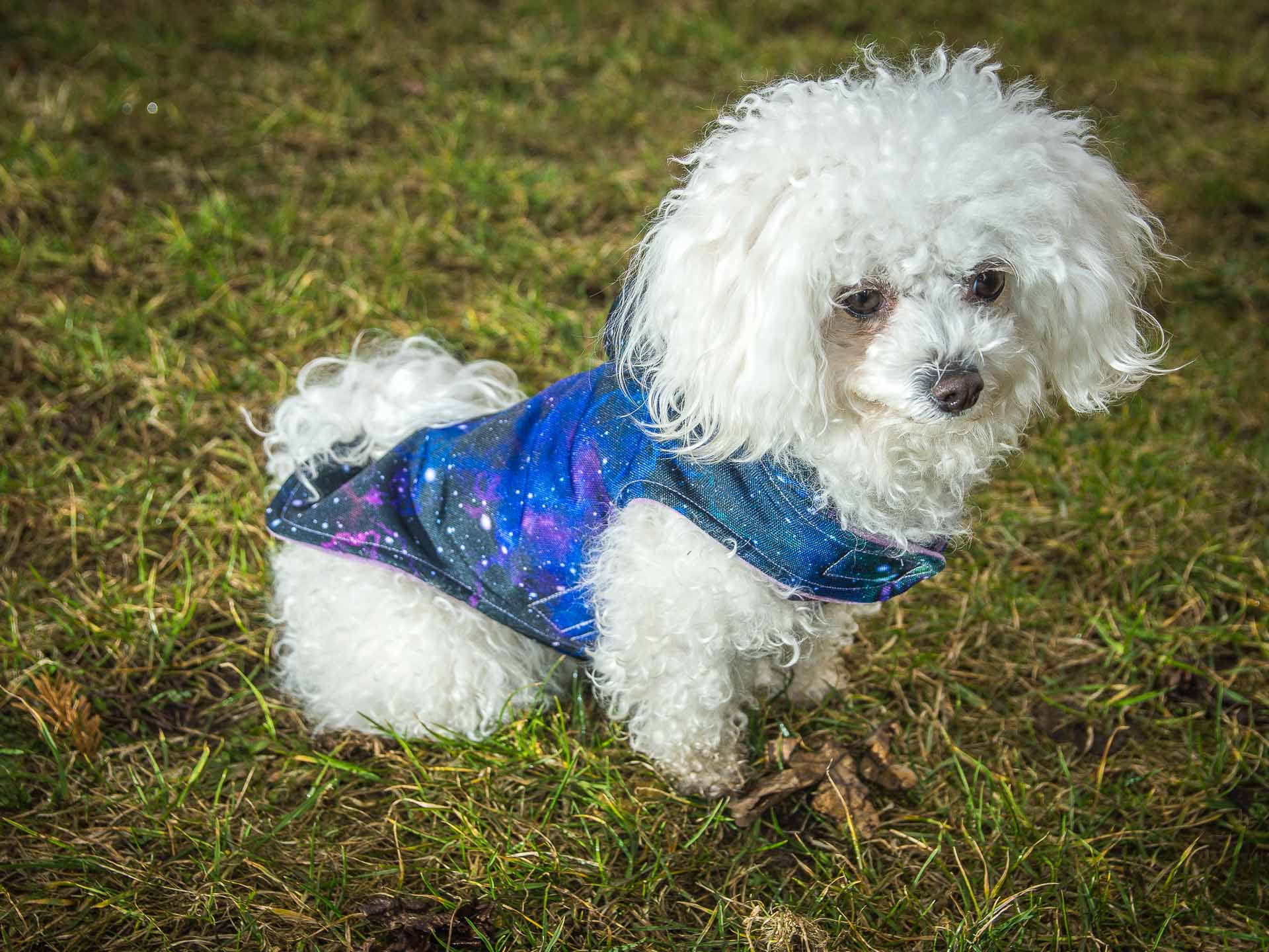 kurtka wiosenna Frenczi ubranka dla psów