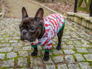 bluza świąteczna Frenczi ubranka dla psów