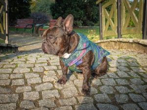 Kurtka przeciwdeszczowa dla psa marki Frenczi. Zdjęcie ubranka dla psa na miarę. Wzór Pawie Pióra.