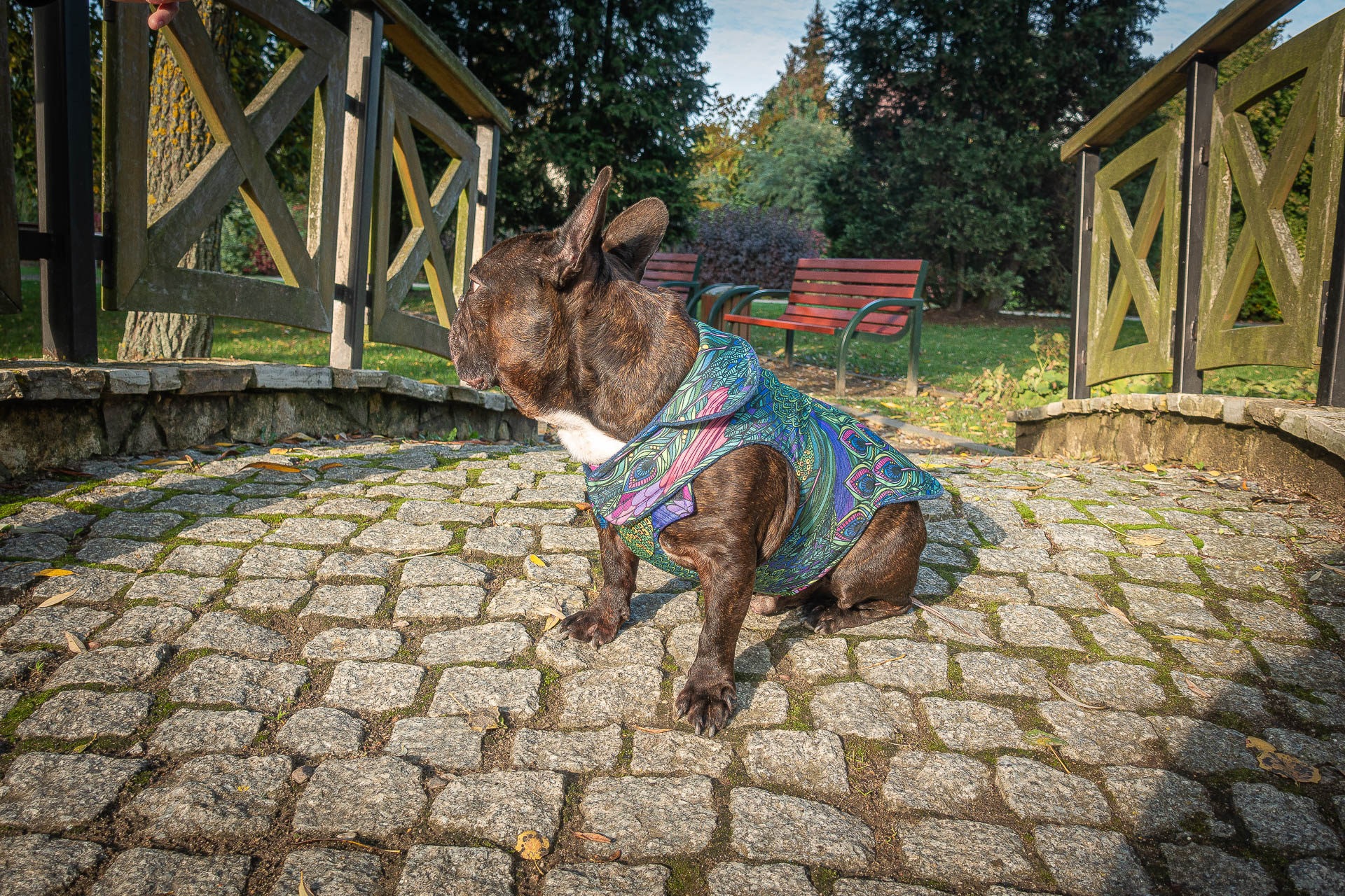 Kurtka przeciwdeszczowa dla psa marki Frenczi. Zdjęcie ubranka dla psa na miarę. Wzór Pawie Pióra.