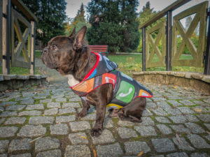 Kurtka przeciwdeszczowa dla psa marki Frenczi. Zdjęcie ubranka dla psa na miarę. Wzór Smartdog z ikonami aplikacji ze smartfona.