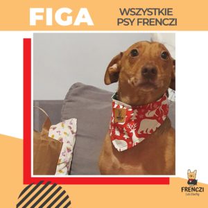 Figa - konkurs Frenczi Ubranka dla psa