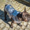 Kurtka przeciwdeszczowa dla psa marki Frenczi. Zdjęcie ubranka dla psa na miarę. Srebrny metalizowany ortalion
