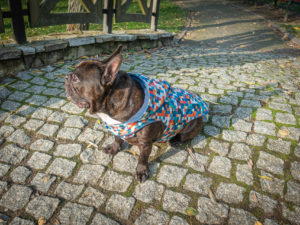 Kurtka przeciwdeszczowa dla psa marki Frenczi. Zdjęcie ubranka dla psa na miarę. Wzór Piksele