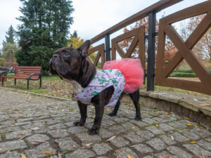 Tiulowa kurtka przeciwdeszczowa dla psa marki Frenczi. Zdjęcie ubranka dla psa na miarę.