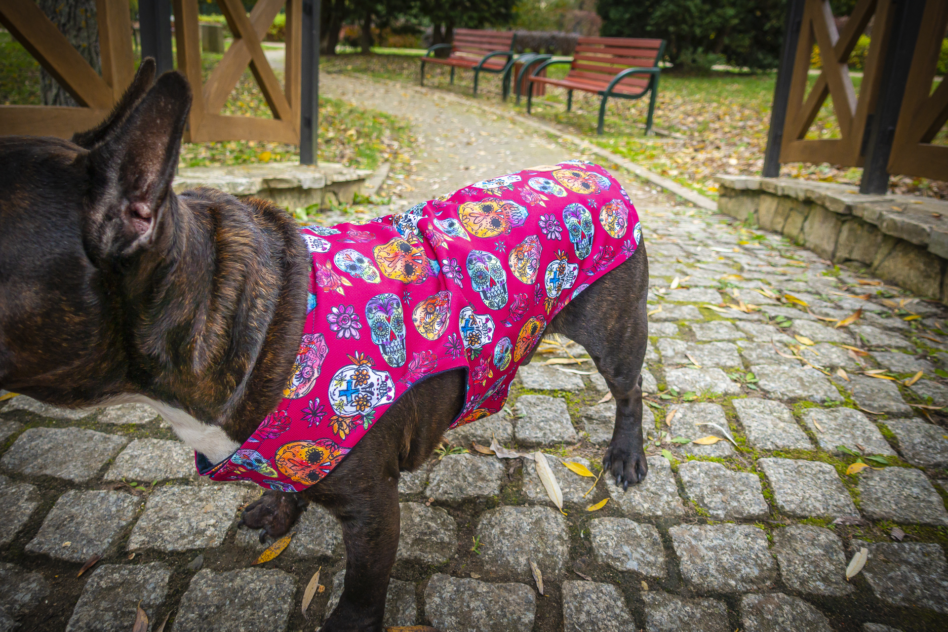 Kurtka przeciwdeszczowa dla psa marki Frenczi. Zdjęcie ubranka dla psa na miarę. Wzór Dia de los Muertos