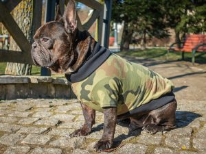 frenczi - ubranka dla psa sklep rozmiary koszulka dla psa