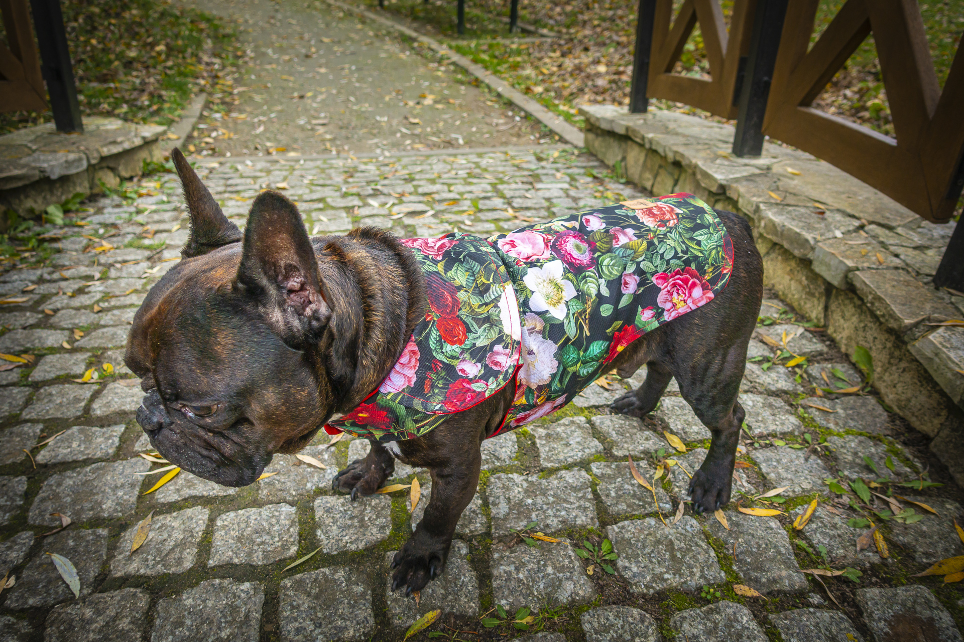 Kurtka przeciwdeszczowa dla psa marki Frenczi. Zdjęcie ubranka dla psa na miarę. Wzór Tajemniczy ogród